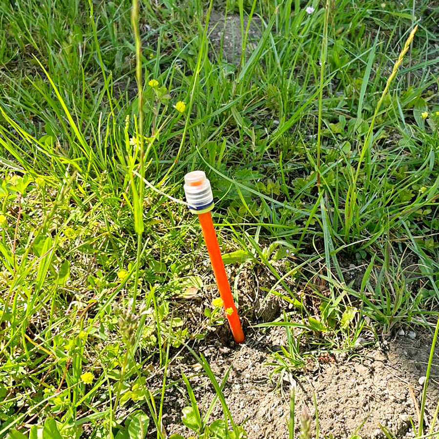 Speedpip ragt einige Zentimeter aus der Wiese